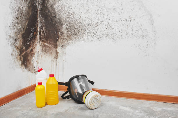 Best Local Mold Removal Service  in Chappaqua, NY