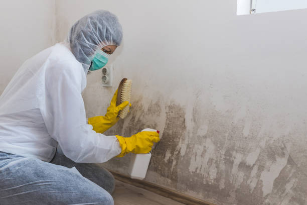 Best Mold Removal Process  in Chappaqua, NY