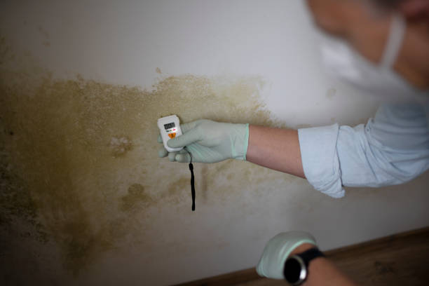 Best Commercial Mold Removal  in Chappaqua, NY