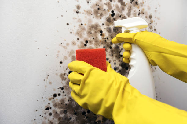 Best Mold Remediation Services  in Chappaqua, NY