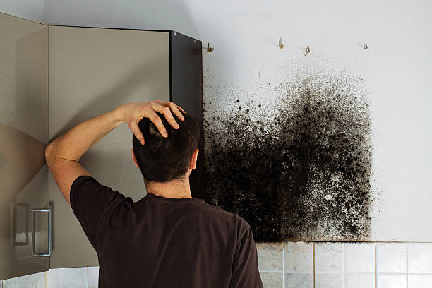 Best Local Mold Removal Service  in Chappaqua, NY