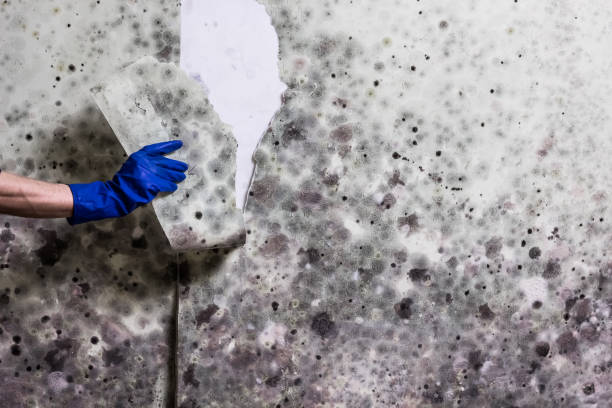 Best Home Mold Removal  in Chappaqua, NY