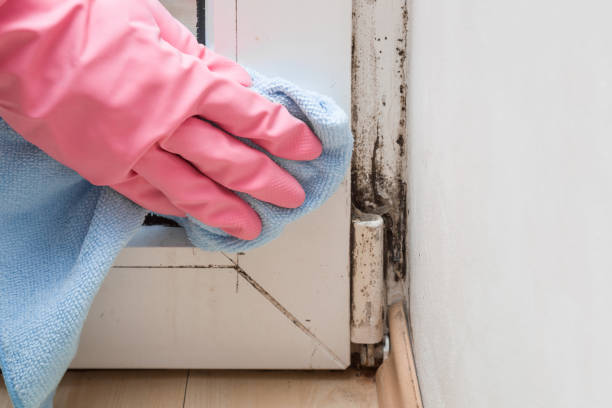 Trusted Chappaqua, NY Mold Removal Experts